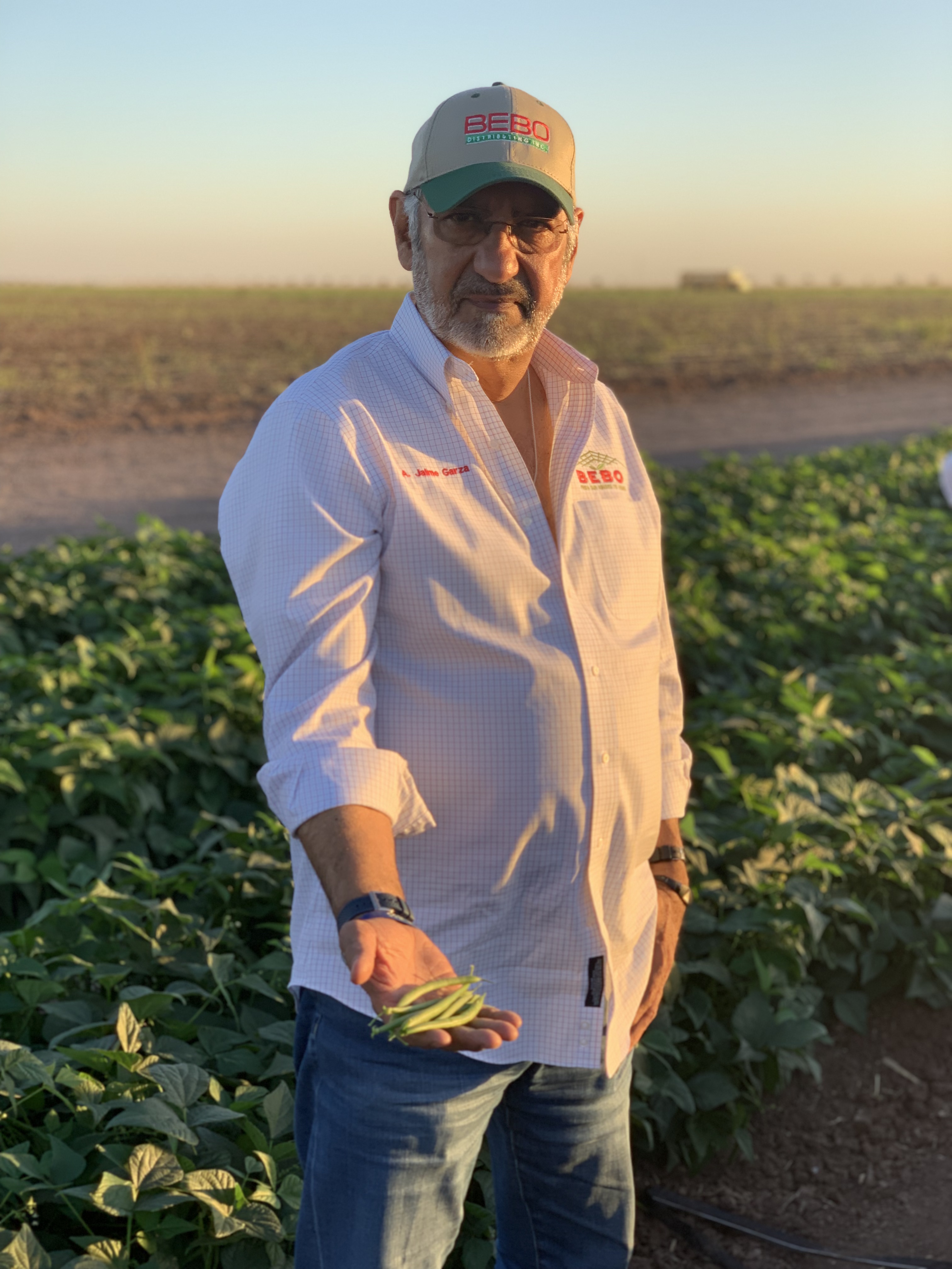 Father in green bean fields, Culiacán